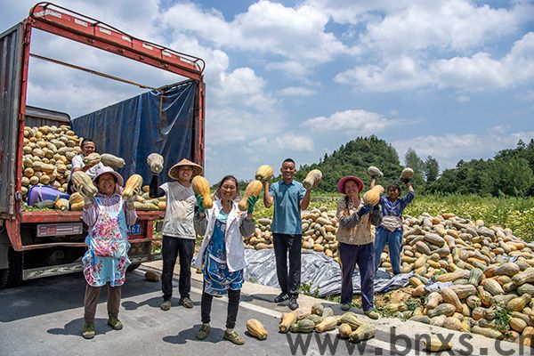 贵州金沙｜阳光下的金色希望  千亩南瓜地绘就乡村振兴新画卷